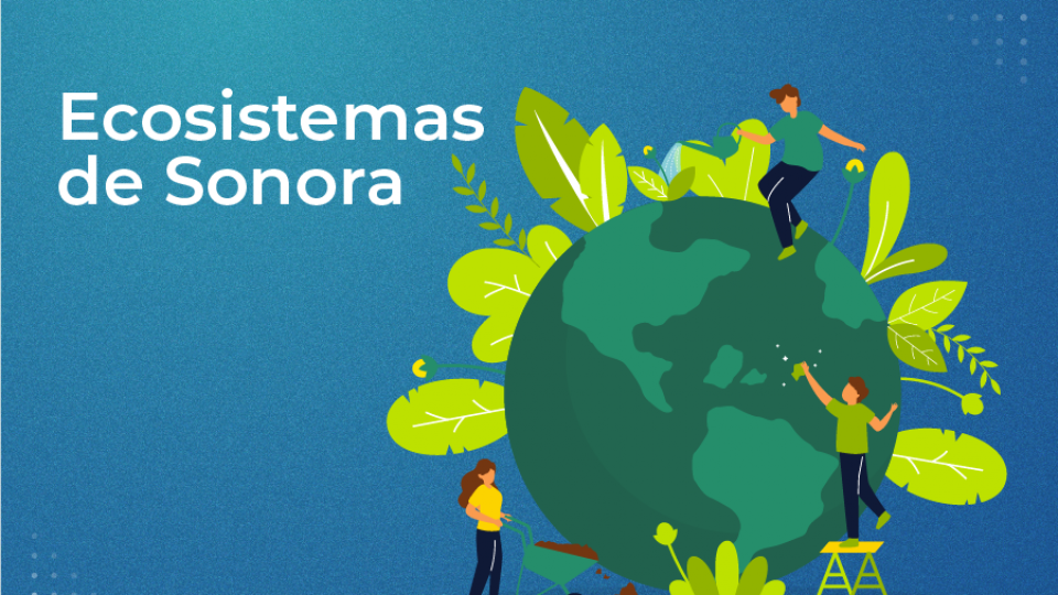 Descripción de Ecosistemas en Sonora