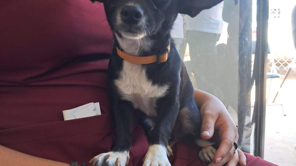 Beneficia Gobierno de Sonora salud animal con jornada de esterilización en municipio de Empalme.