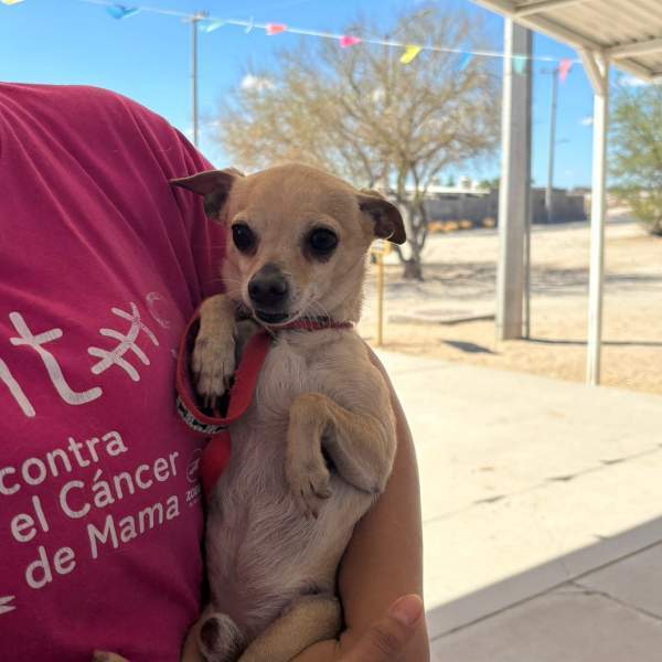 Gobierno de Sonora ofrece servicios en beneficio de animales de compañía en Colonia Gala