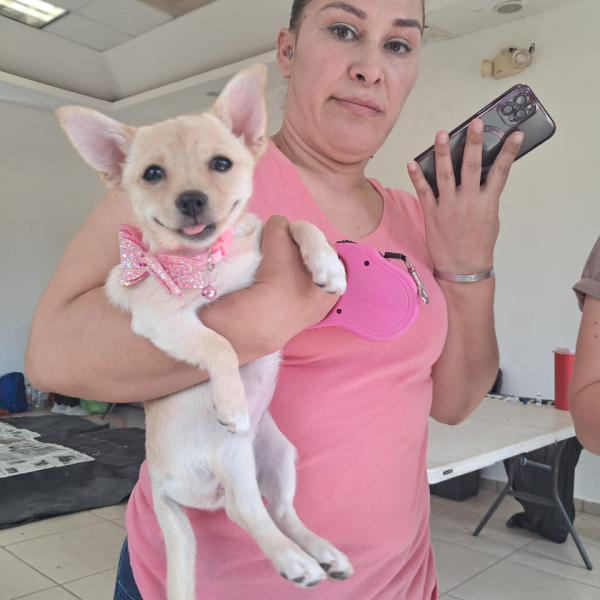 Gobierno de Sonora brinda servicios de esterilización en beneficio de animales de compañía en Sahuaripa