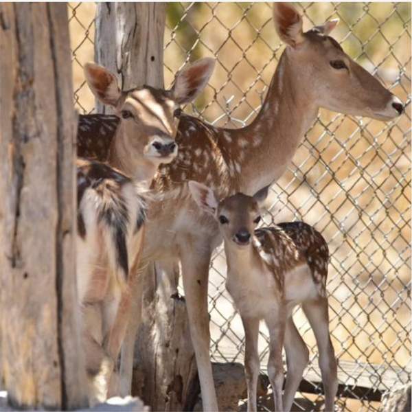 Nacen nuevas especies en el Centro Ecológico de Sonora