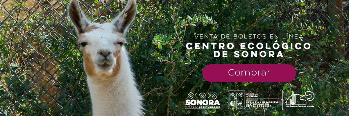 Comprar boleto en línea