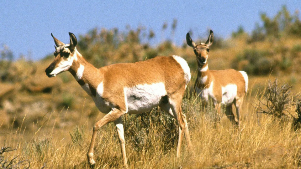Gobierno de Sonora busca conservar al berrendo sonorense en convenio con Minera Penmont