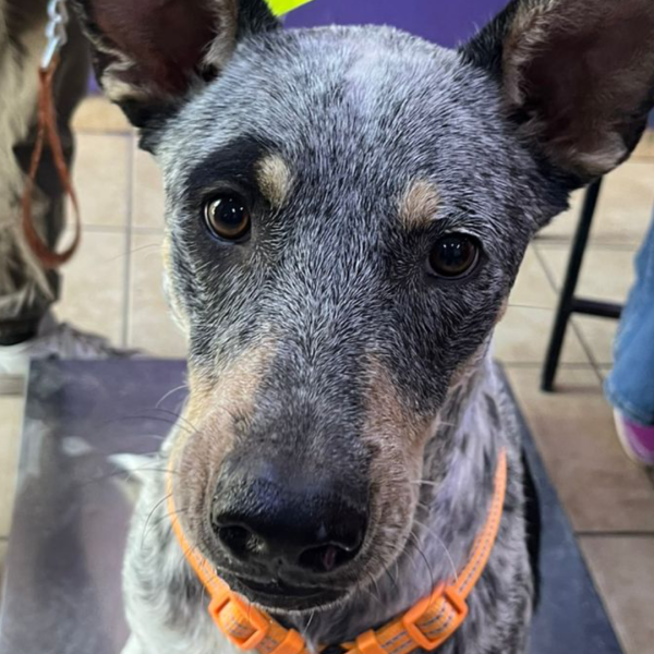 Beneficia Gobierno de Sonora salud animal con jornada de bienestar 