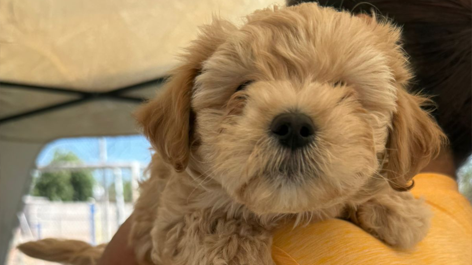 Gobierno de Sonora beneficia con servicios a animales de compañia en colonia de Hermosillo