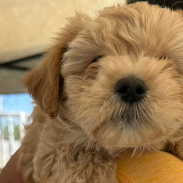 Gobierno de Sonora beneficia con servicios a animales de compañia en colonia de Hermosillo