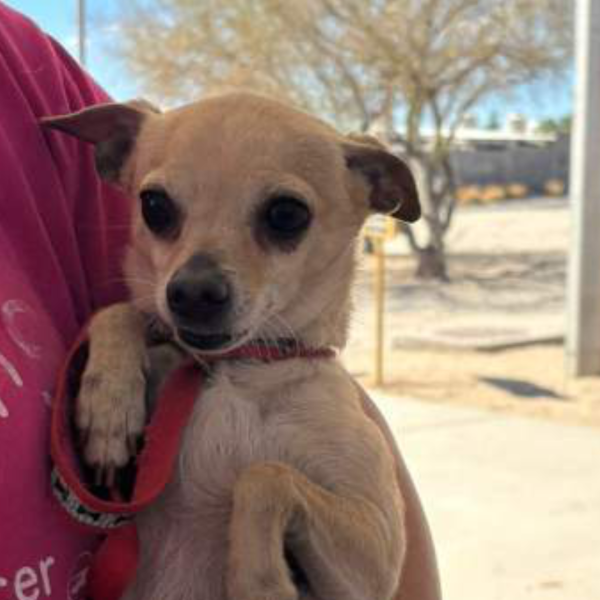 Gobierno de Sonora ofrece servicios en beneficio de animales de compañía en Colonia Gala