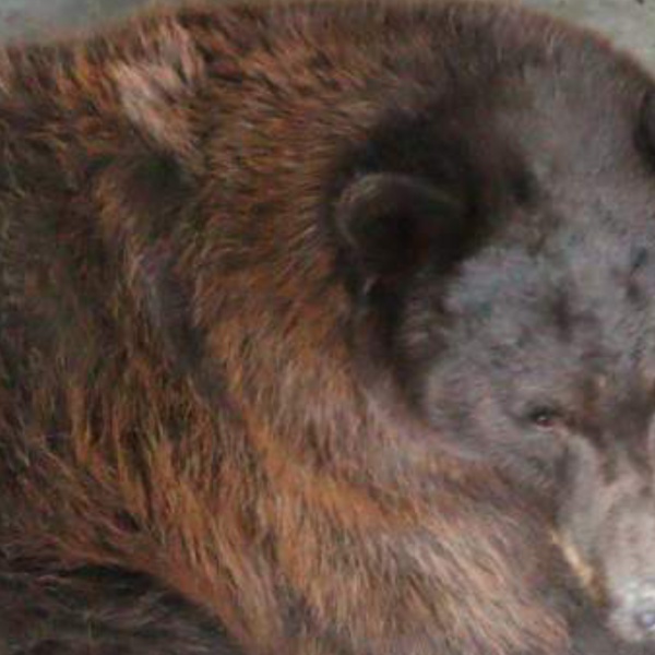 Gobierno de Sonora reintegra osa negra al hábitat natural en la sierra del estado