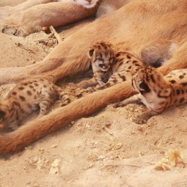 Pequeños guardianes de la vida silvestre han llegado al Centro Ecológico